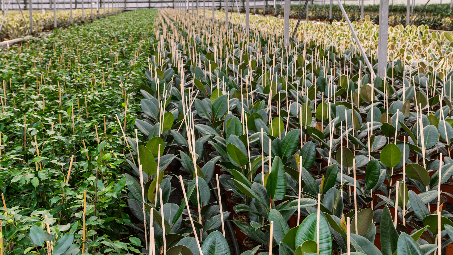 website-laten-maken-gemeente-westland-090807-u Website laten bouwen in de gemeente Westland.